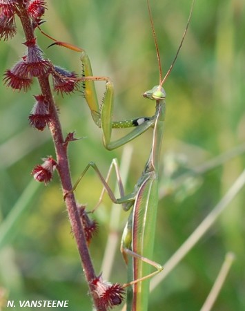 Mantis religiosa